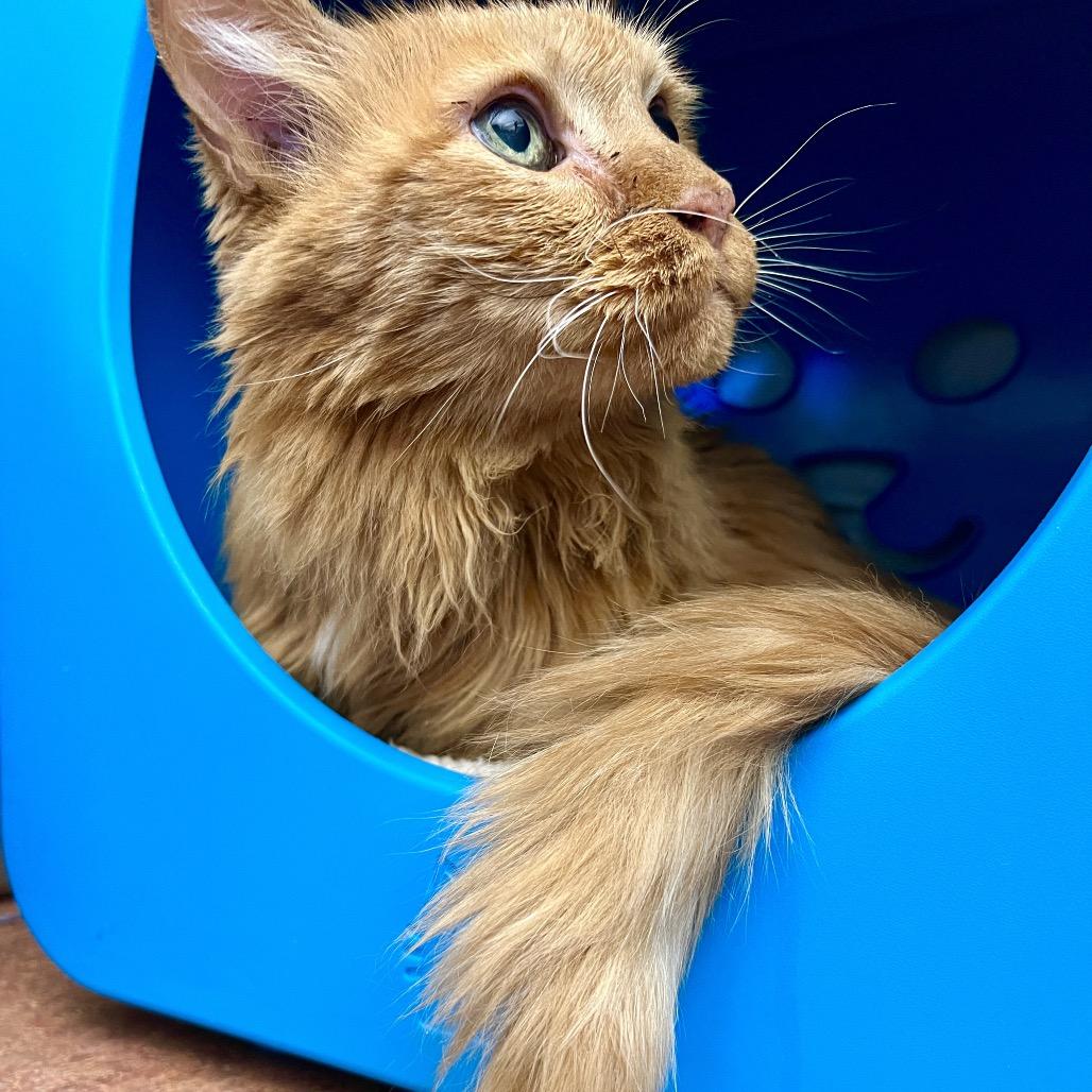 Tigger, Adoptable, Senior Male Domestic Medium Hair.