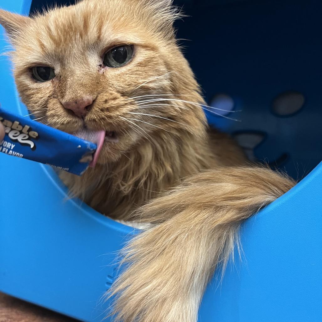 Enlarge Tigger, a Adoptable Domestic Medium Hair in Glenwood Springs, CO image 2/5