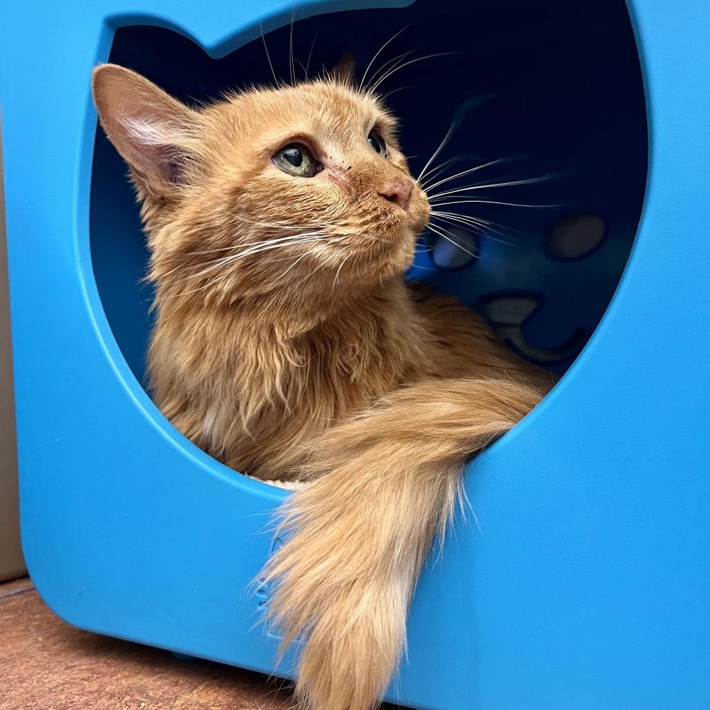 Enlarge Tigger, a Adoptable Domestic Medium Hair in Glenwood Springs, CO image 3/5