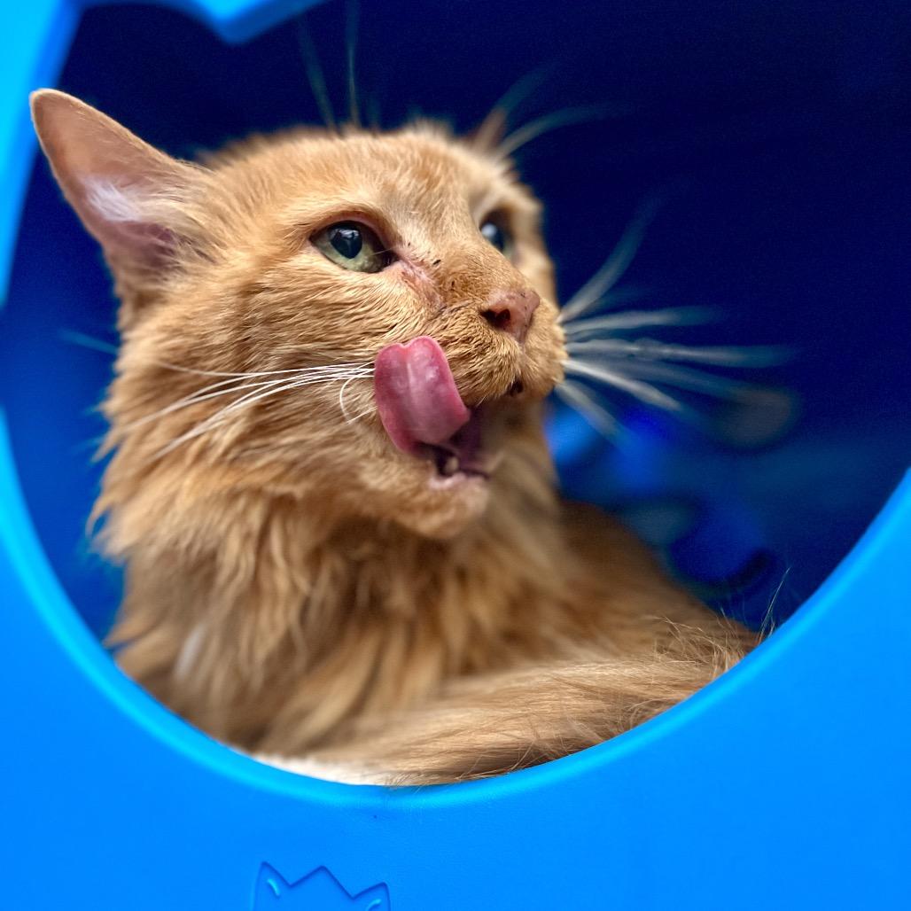 Enlarge Tigger, a Adoptable Domestic Medium Hair in Glenwood Springs, CO image 4/5