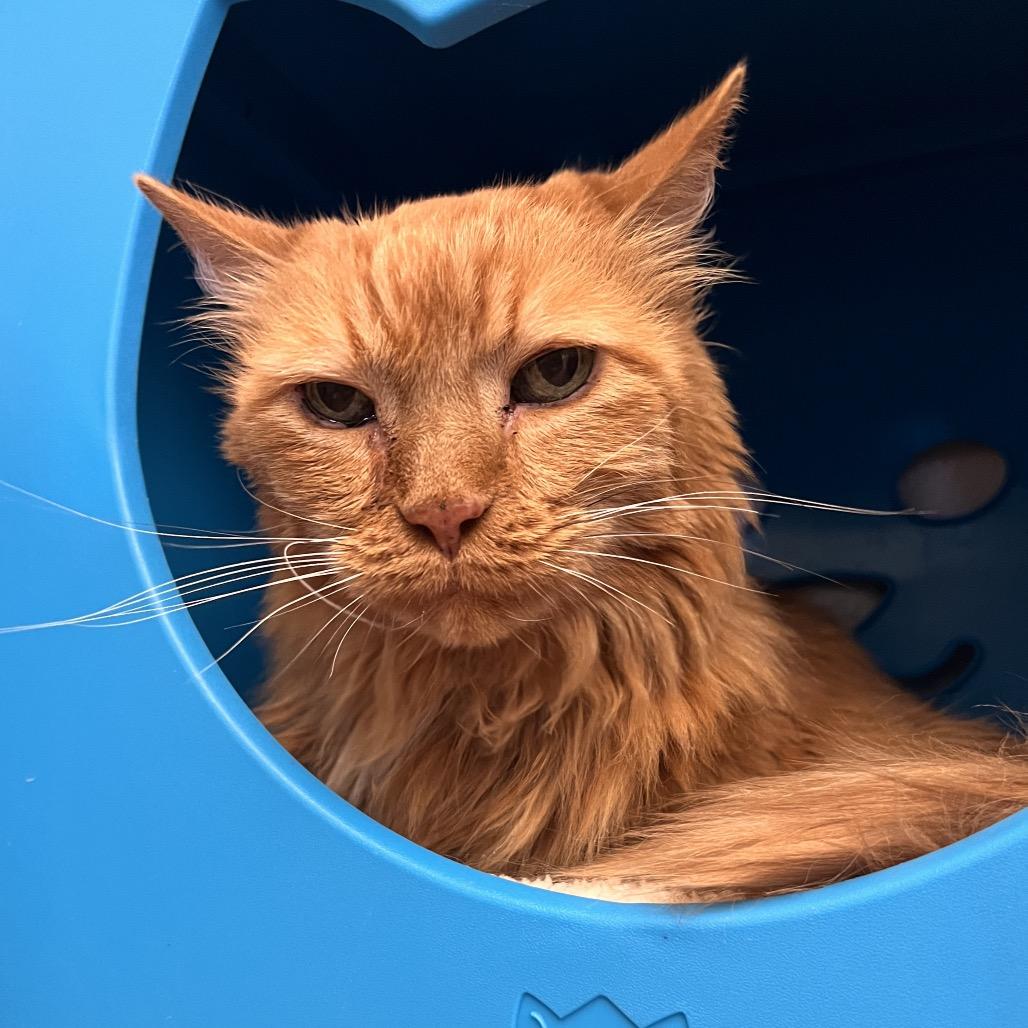 Enlarge Tigger, a Adoptable Domestic Medium Hair in Glenwood Springs, CO image 5/5