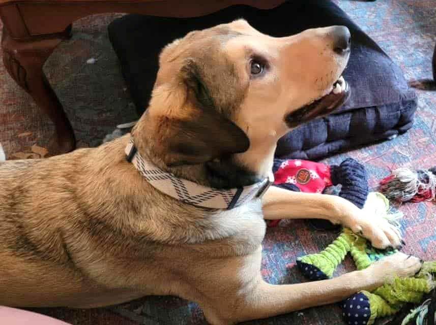 Kross *LOCAL*, Adoptable, Adult Male Coonhound & Shepherd.