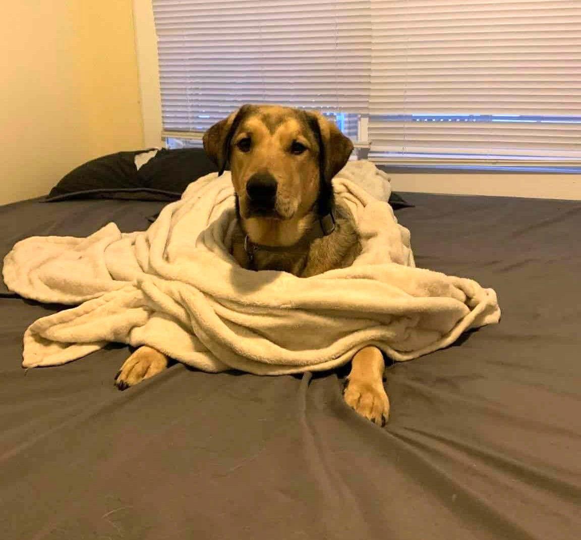 Enlarge Kross *LOCAL*, a Adoptable mixed breed in Wakefield, RI image 2/3