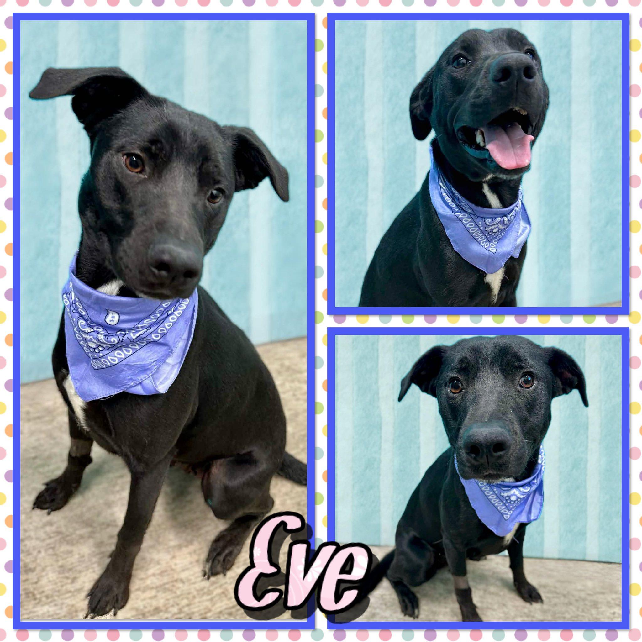 Eve, ADOPTABLE, Adult Female Black Labrador Retriever.