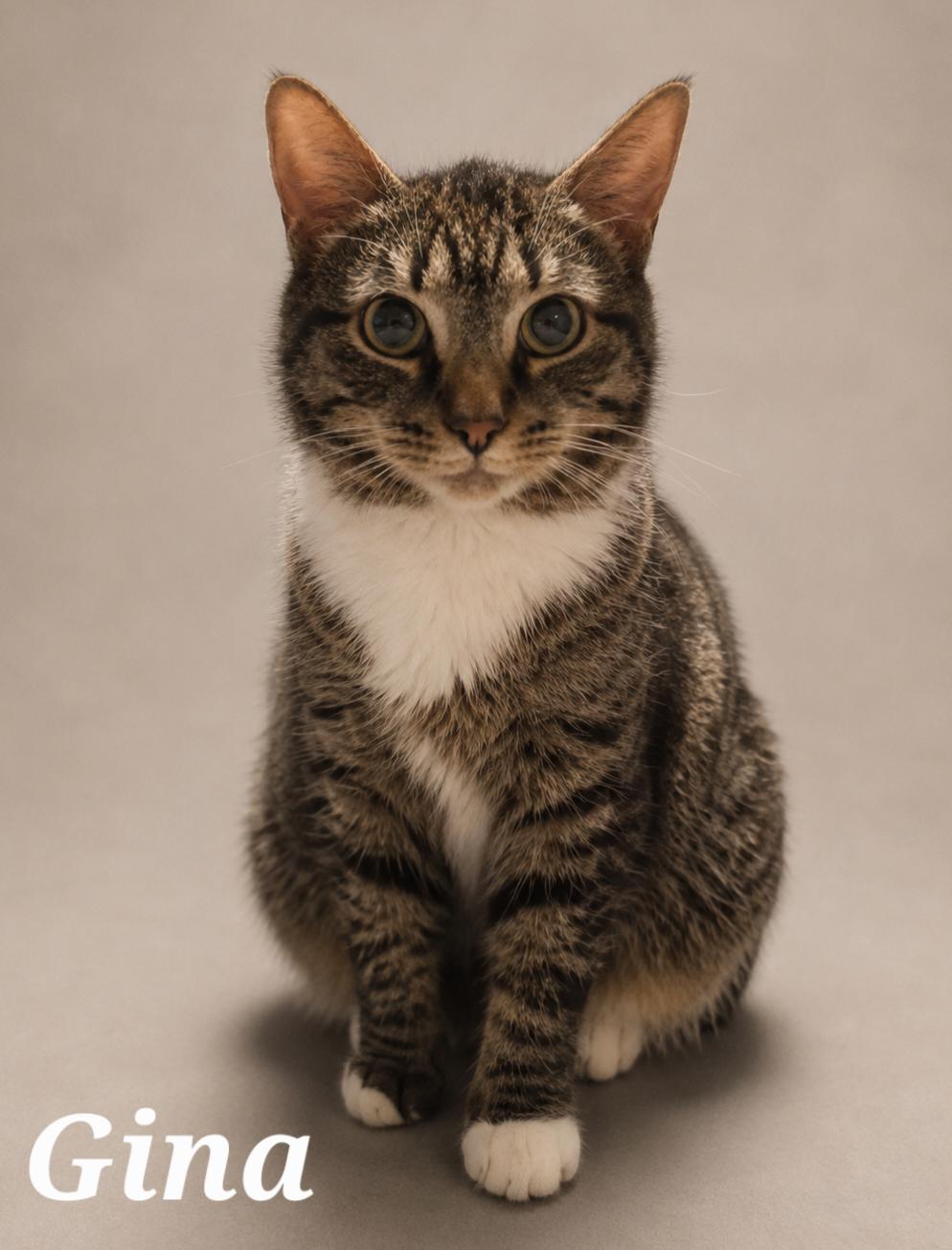Gina, Adoptable, Young Female Tabby.