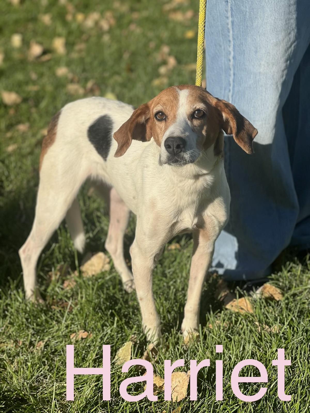 Harriet, Adoptable, Adult Female Beagle & Mixed Breed.