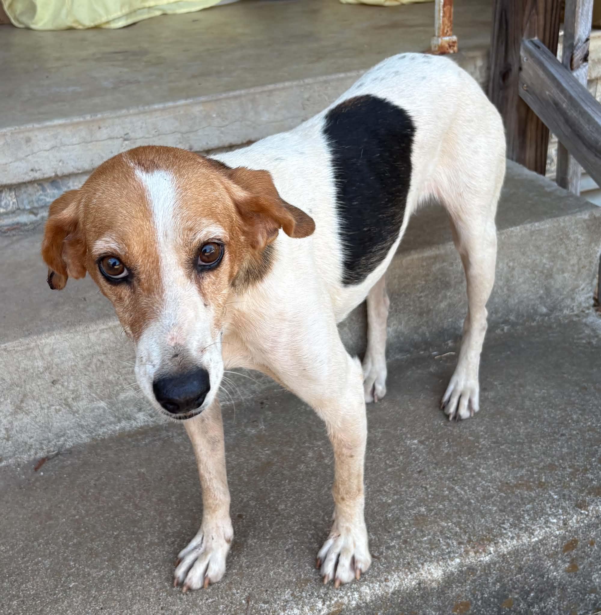 Enlarge Harriet, a Adoptable mixed breed in Zimmerman, MN image 2/2
