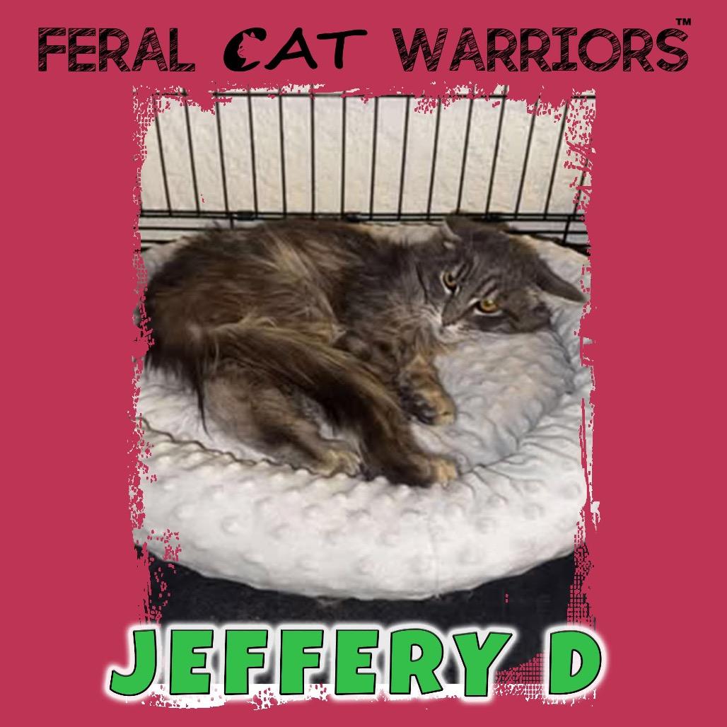 Jeffery D, Adoptable, Young Male Domestic Medium Hair.