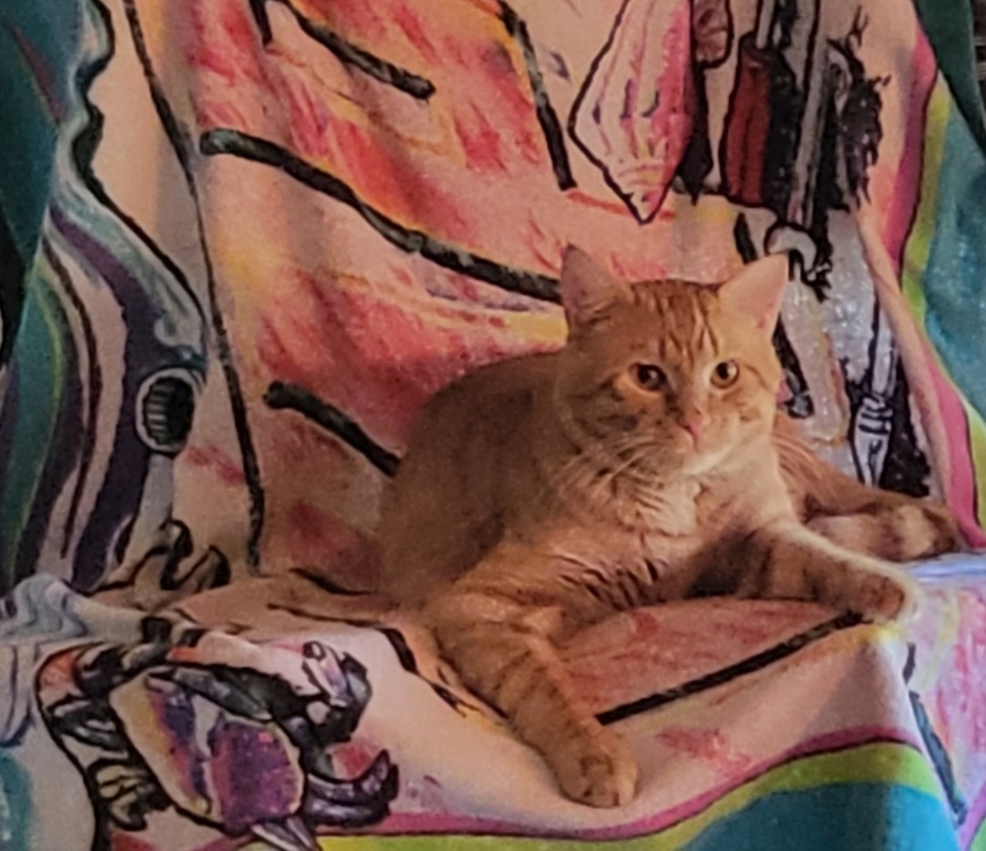 Maverick, Adopted, Adult Male Domestic Short Hair & American Shorthair.