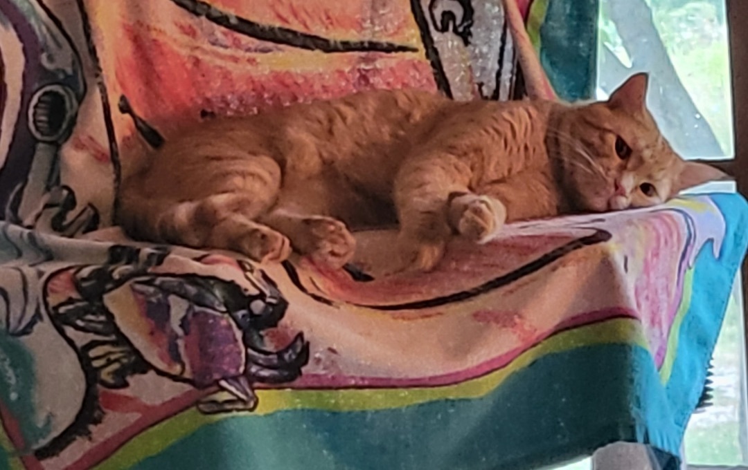 Enlarge Maverick, a Adopted mixed breed in Kansas City, MO image 2/4