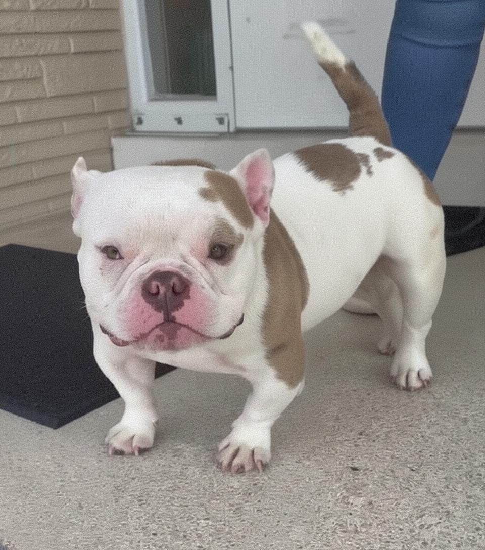 Enlarge Dennis The Menace, a ADOPTABLE American Bully in Fredericksburg, VA image 2/5