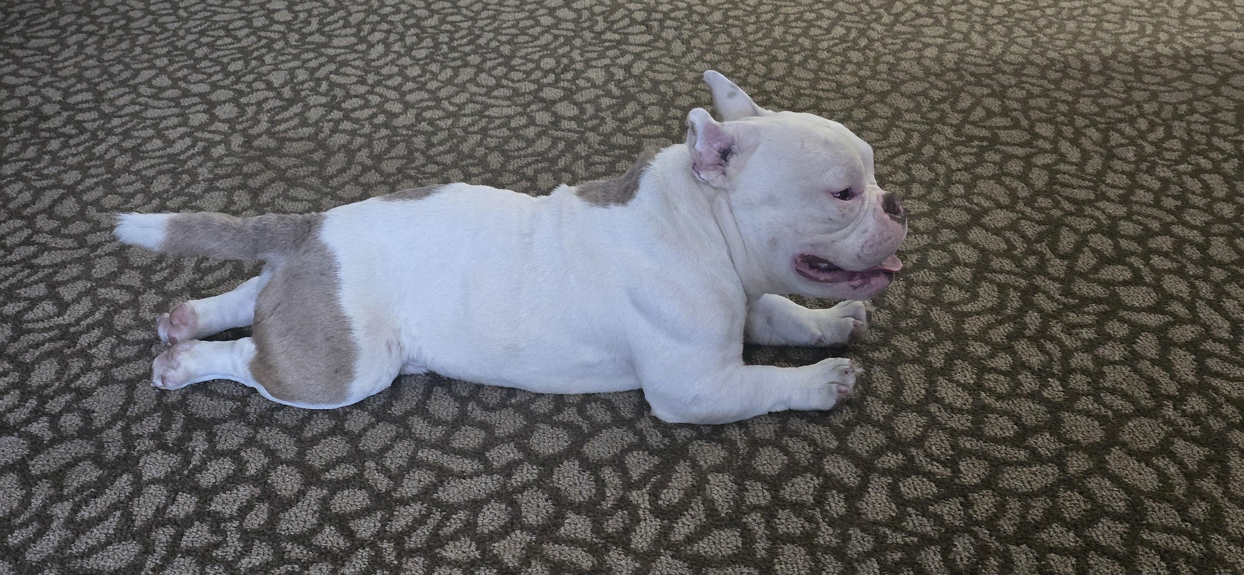 Enlarge Dennis The Menace, a ADOPTABLE American Bully in Fredericksburg, VA image 4/5