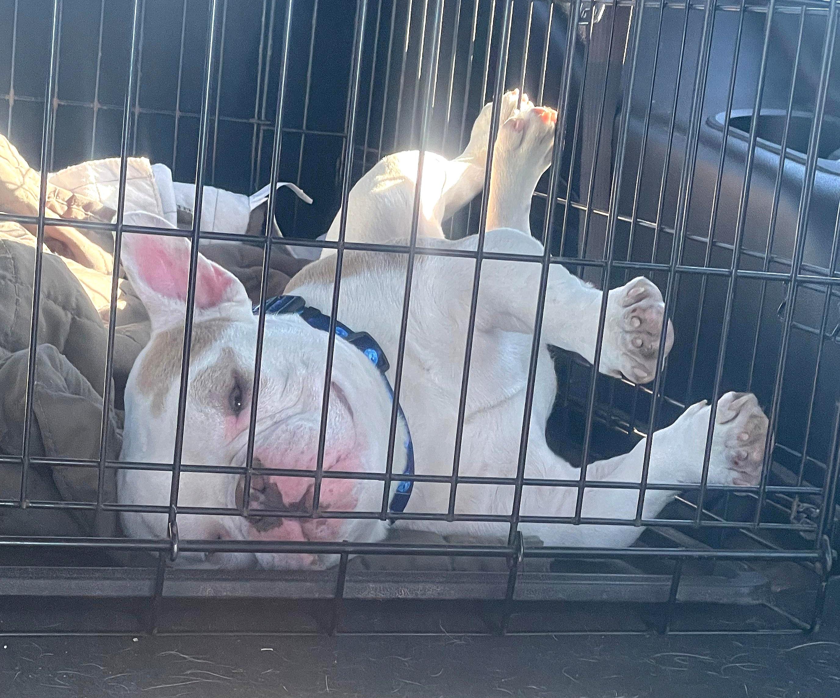 Enlarge Dennis The Menace, a ADOPTABLE American Bully in Fredericksburg, VA image 5/5