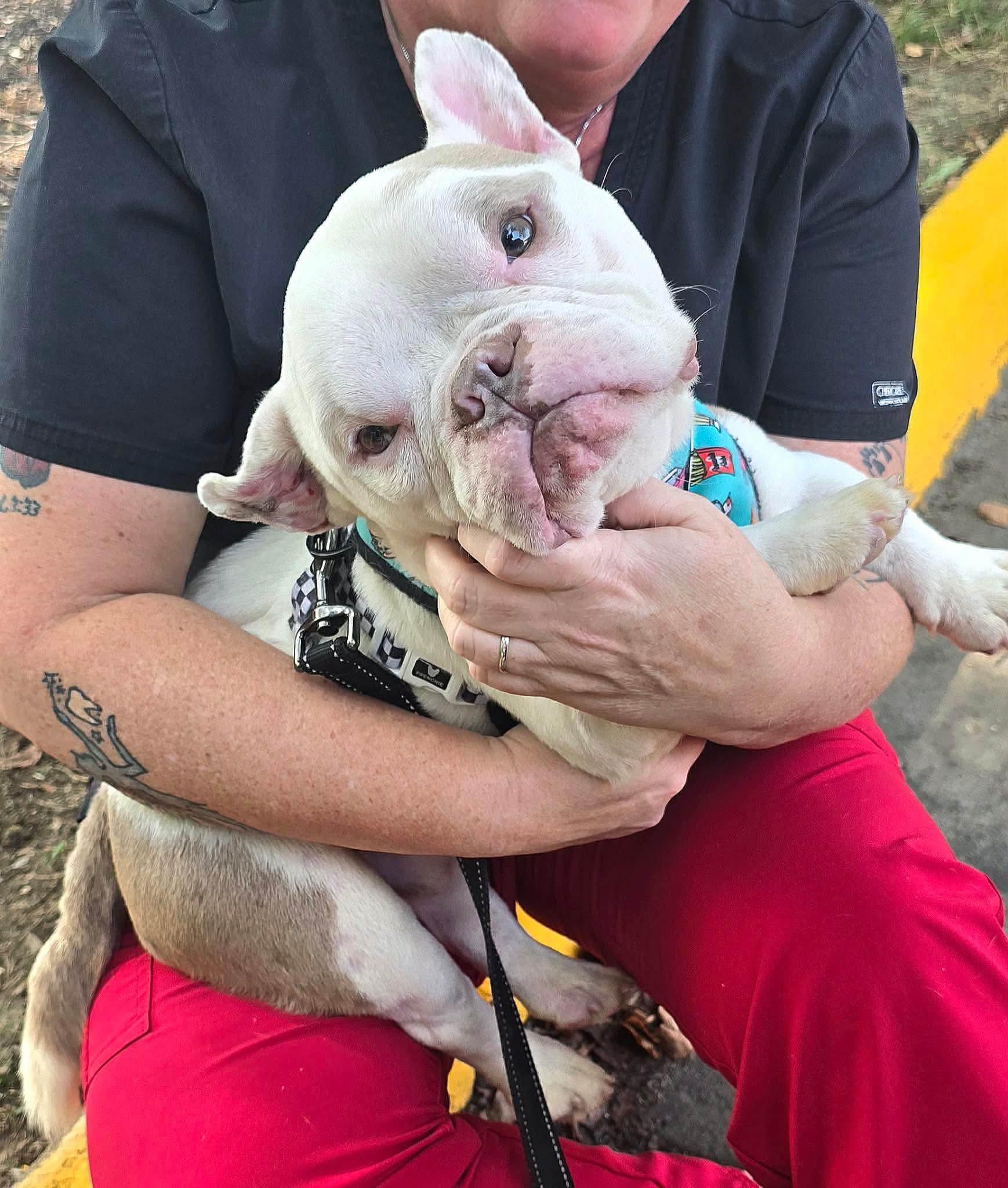 Dennis The Menace, a ADOPTABLE American Bully in Fredericksburg, VA image 1/5