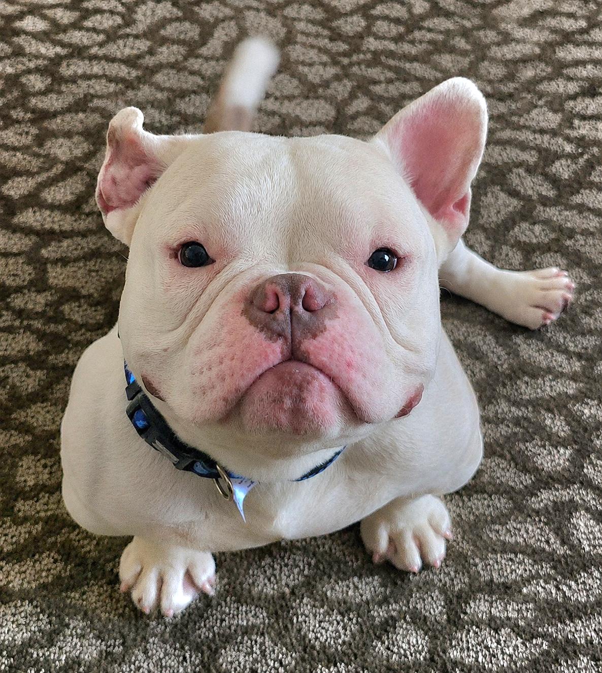 Dennis The Menace, ADOPTABLE, Adult Male American Bully.