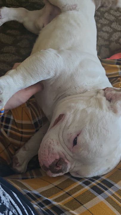 Enlarge Dennis The Menace, a ADOPTABLE American Bully in Fredericksburg, VA video 3/5