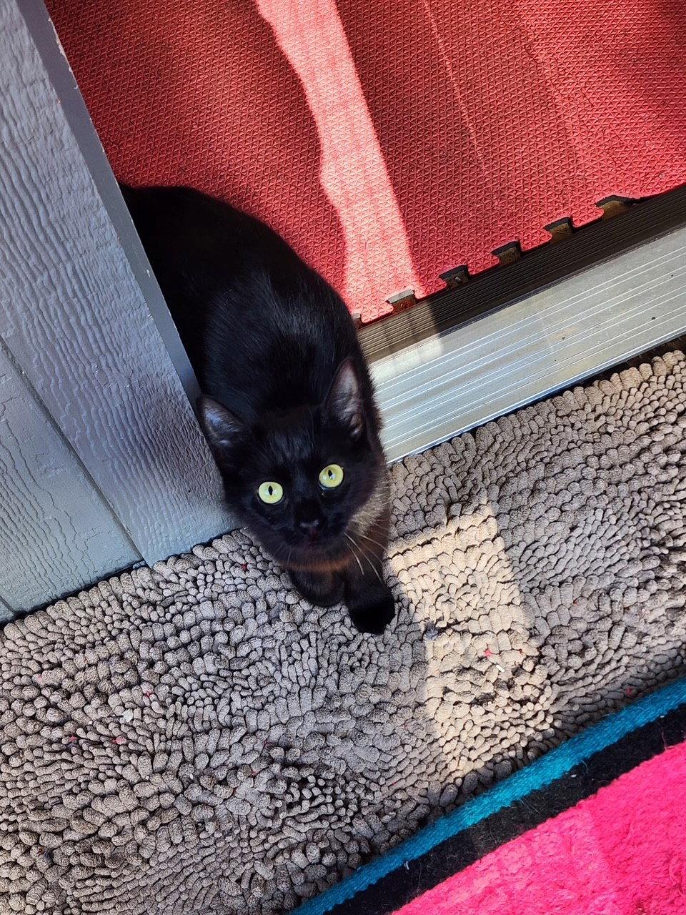 Enlarge Shadow, a Adoptable Domestic Medium Hair in Tacoma, WA image 1/1