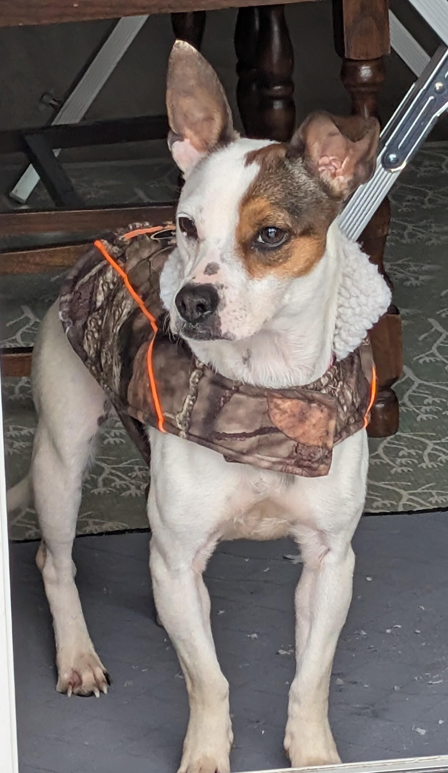 Enlarge Scar , a Adoptable mixed breed in Guelph, ON image 2/5