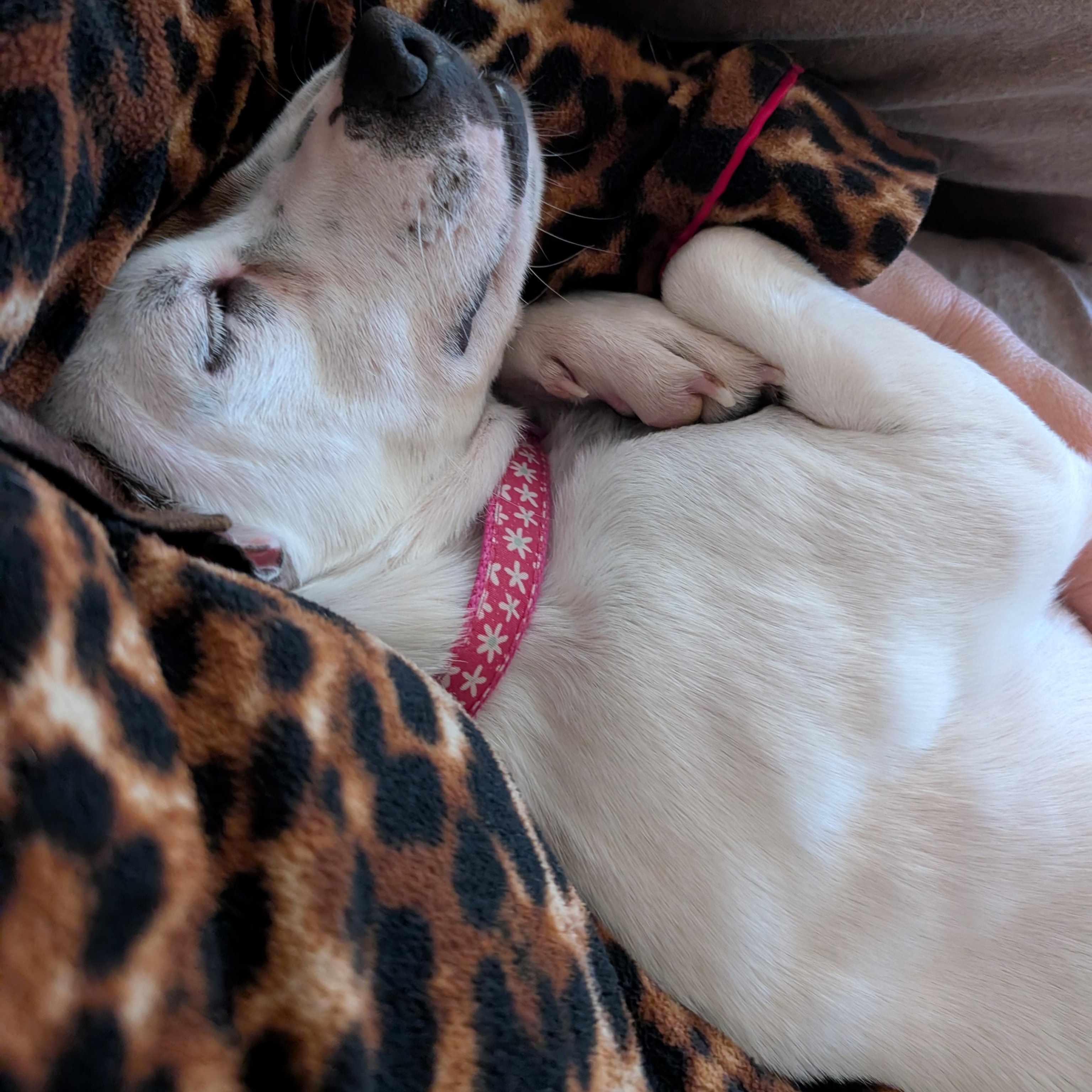 Enlarge Scar , a Adoptable mixed breed in Guelph, ON image 4/5