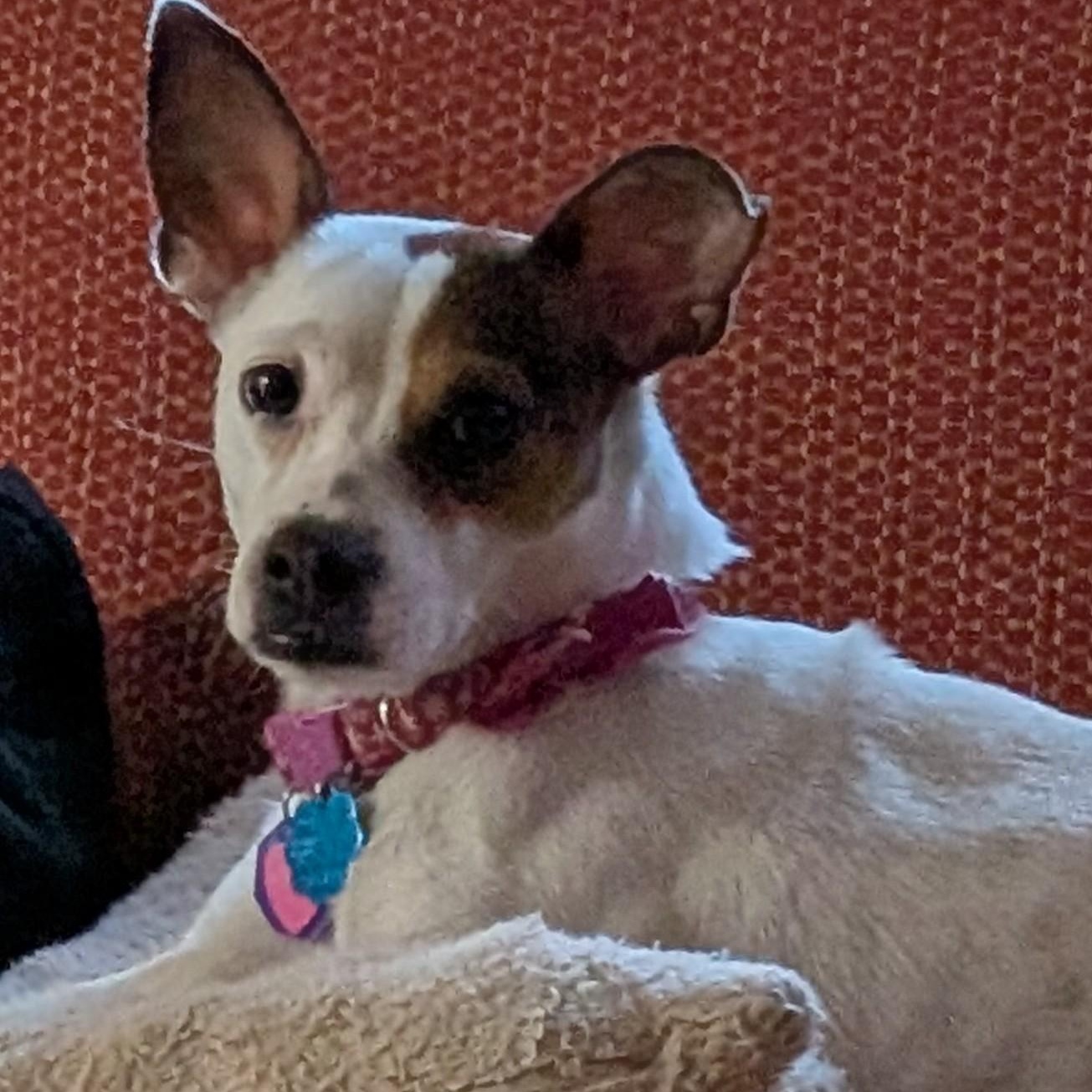 Scar , Adoptable, Young Female Jack Russell Terrier & Terrier.