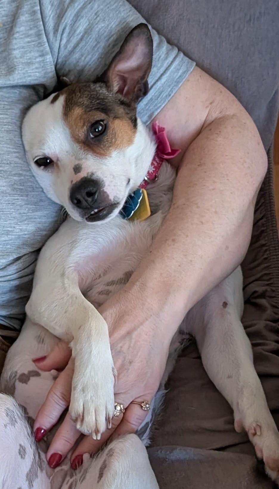 Enlarge Scar , a Adoptable mixed breed in Guelph, ON image 3/5