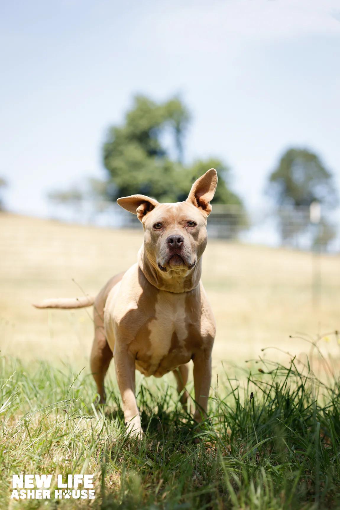 Mocca, Adoptable, Adult Female Pit Bull Terrier.