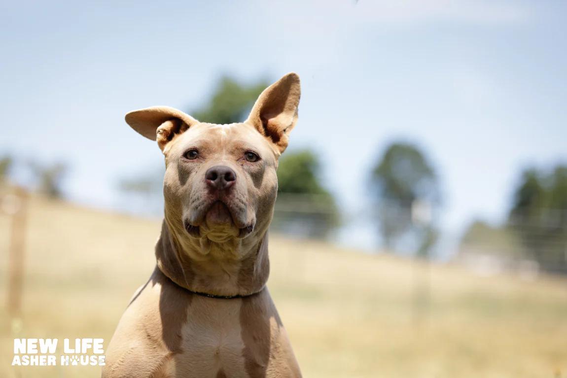 Mocca, a Adoptable Pit Bull Terrier in Portland, OR image 2/5