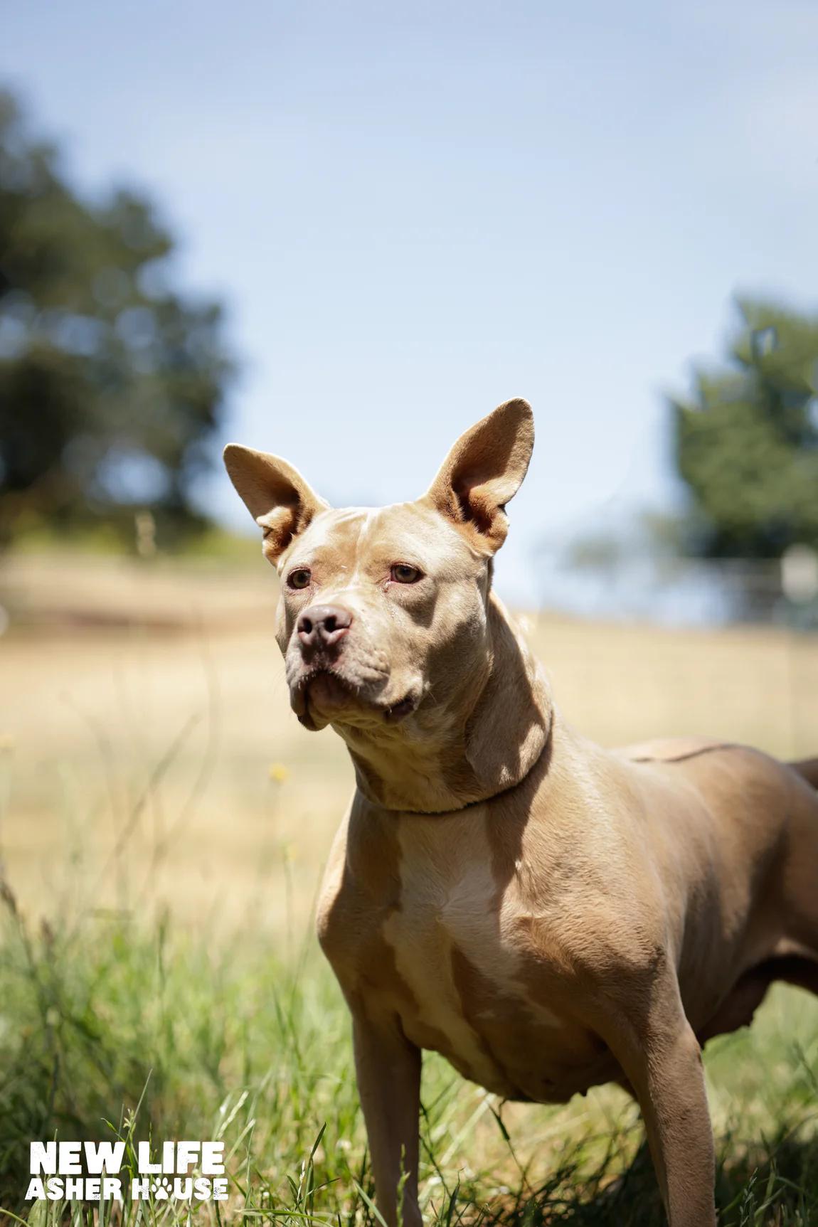 Mocca, a Adoptable Pit Bull Terrier in Portland, OR image 3/5
