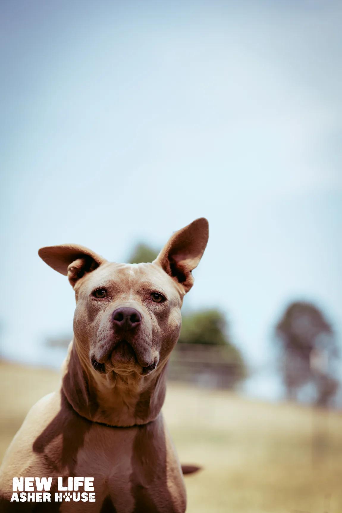 Mocca, a Adoptable Pit Bull Terrier in Portland, OR image 4/5