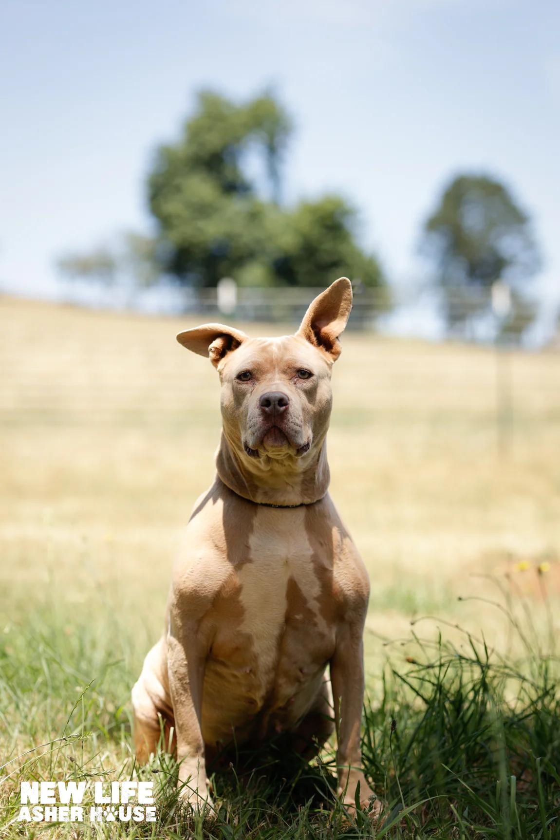 Mocca, a Adoptable Pit Bull Terrier in Portland, OR image 5/5