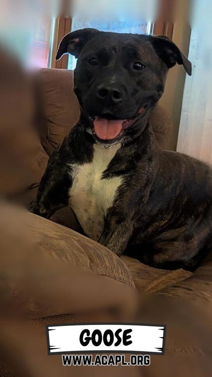 Goose, Adoptable, Adult Female Mixed Breed & Mixed Breed.