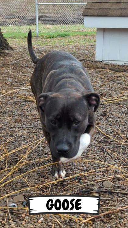 Goose, a Adoptable Mixed Breed in Ashtabula, OH image 2/3