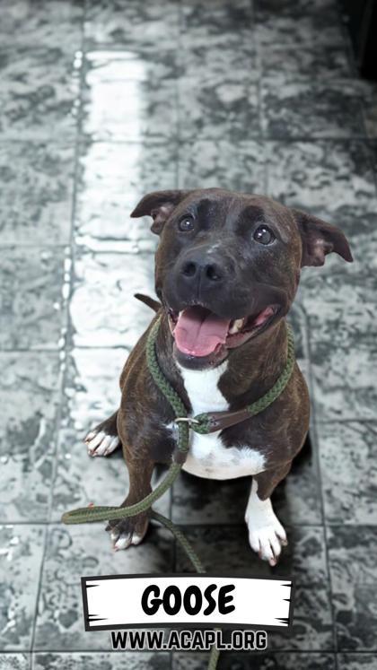 Goose, a Adoptable Mixed Breed in Ashtabula, OH image 3/3