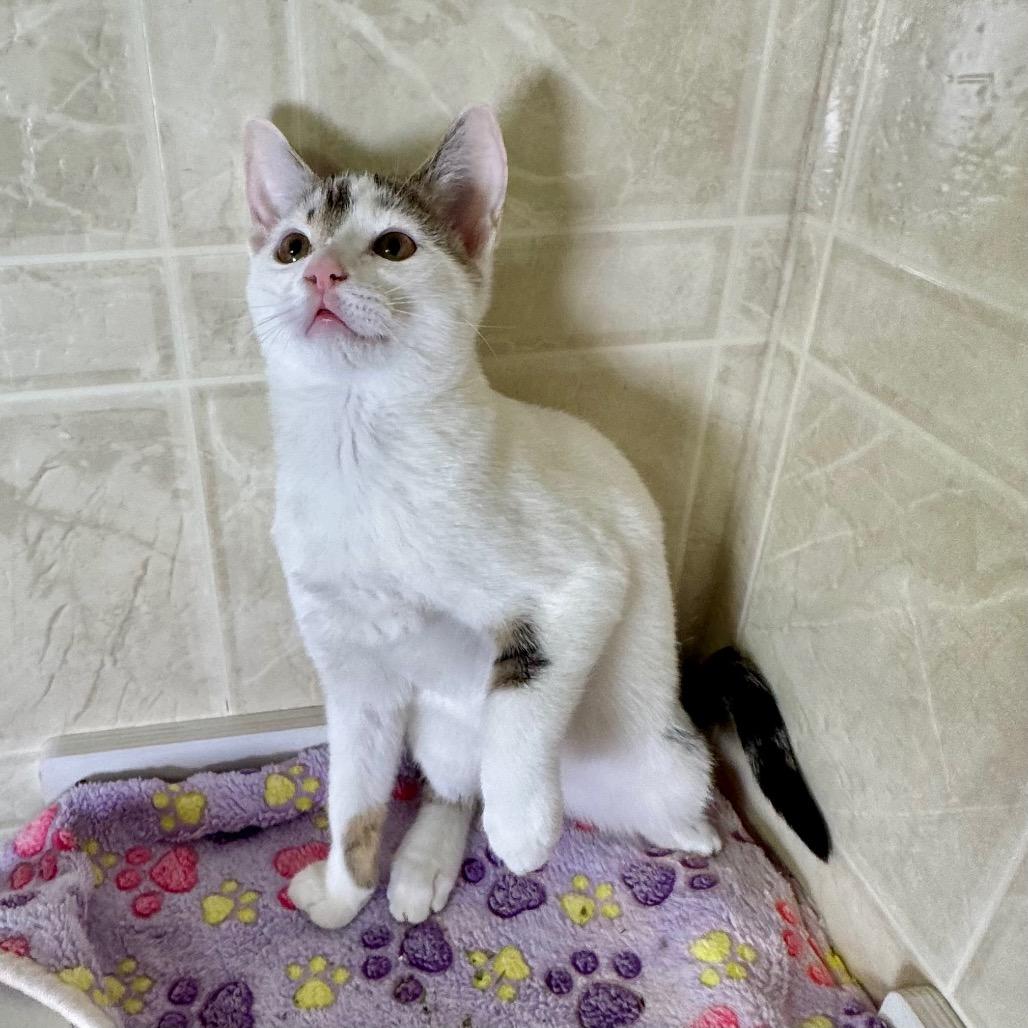 Nancy, Adoptable, Kitten Female Domestic Short Hair.