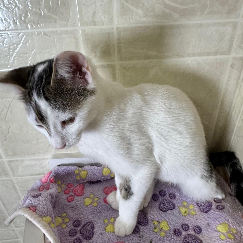 Enlarge Nancy, a Adoptable Domestic Short Hair in Franklin, NC image 2/6