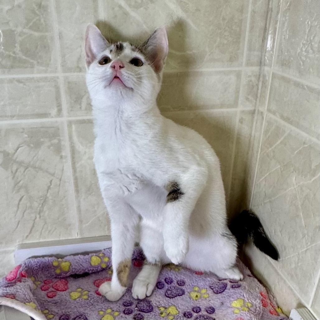 Enlarge Nancy, a Adoptable Domestic Short Hair in Franklin, NC image 3/6