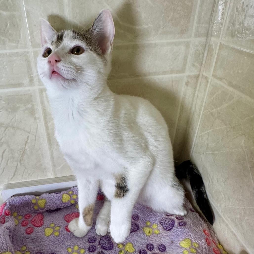 Enlarge Nancy, a Adoptable Domestic Short Hair in Franklin, NC image 4/6