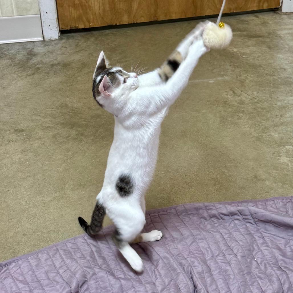 Enlarge Nancy, a Adoptable Domestic Short Hair in Franklin, NC image 5/6