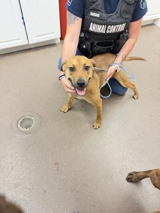 Cookie, Adoptable, Adult Female Mixed Breed & Mixed Breed.