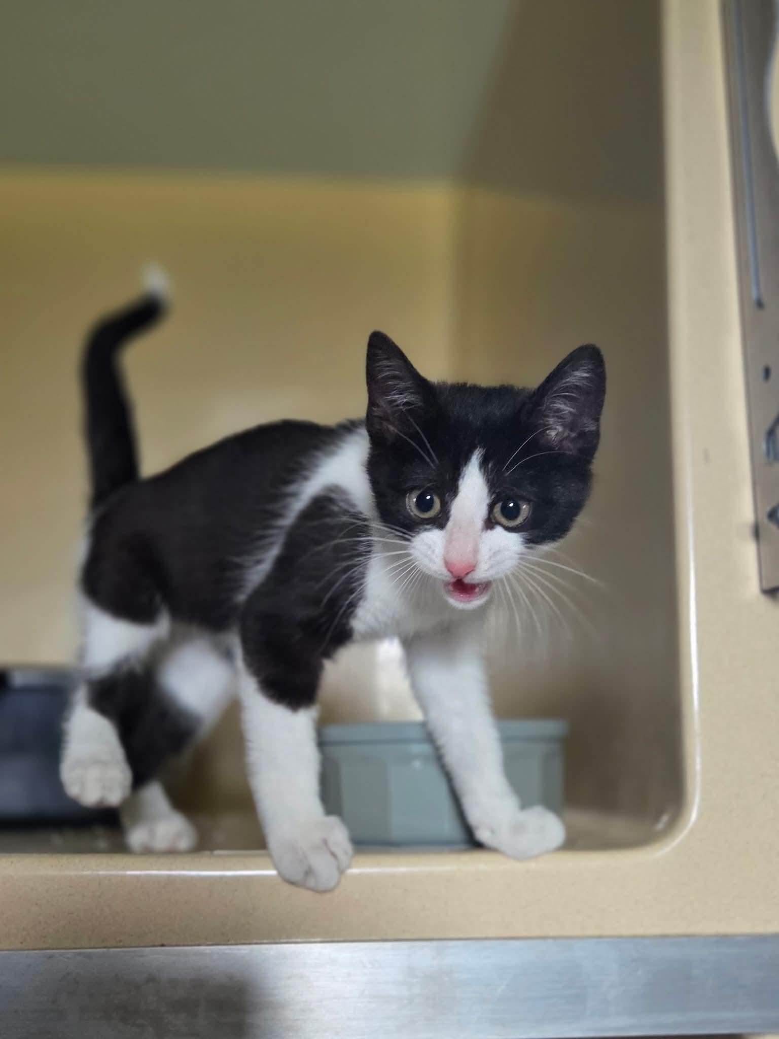 Ramaley, ADOPTABLE, Kitten Female Domestic Short Hair.