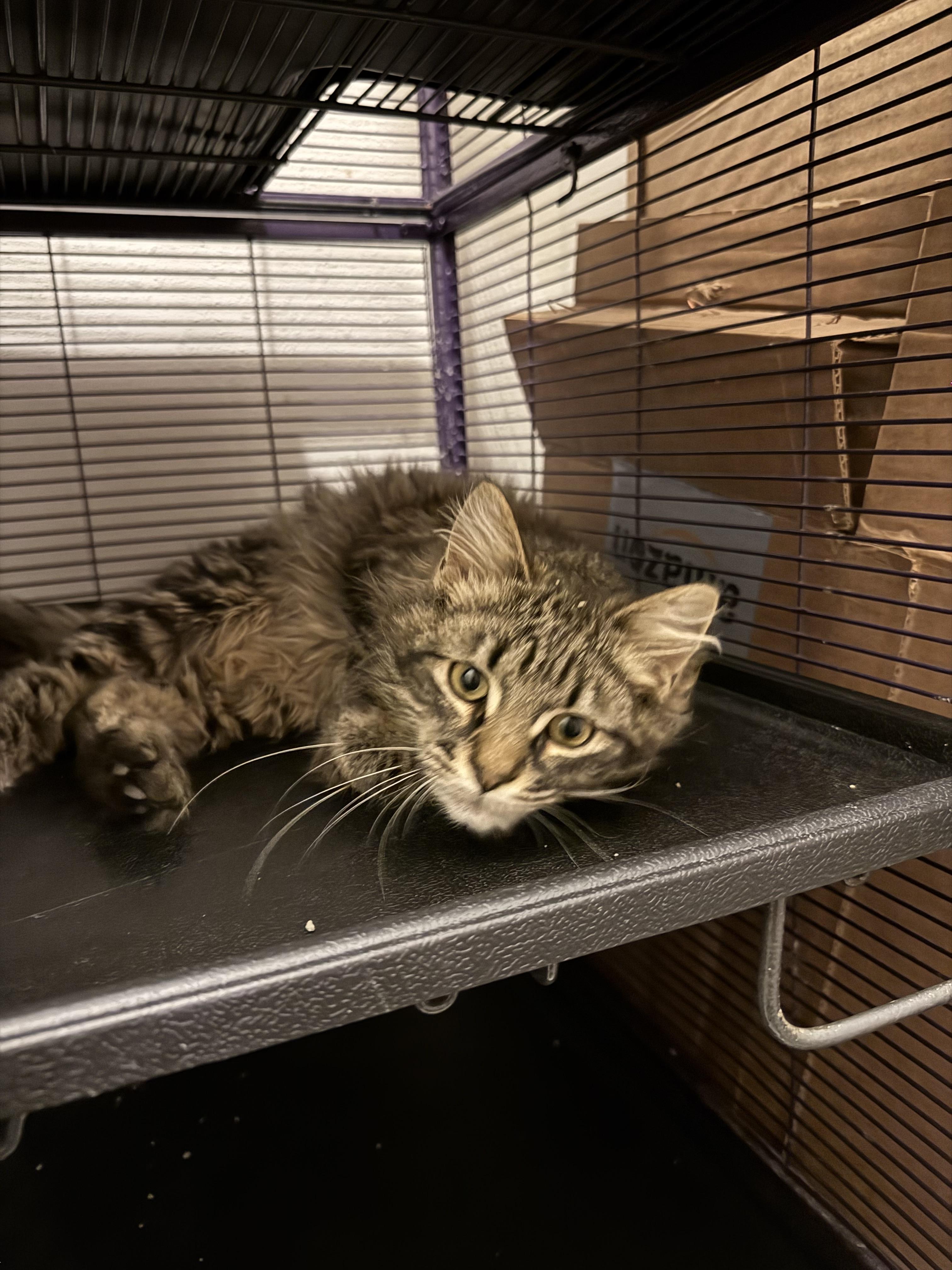 Enlarge Wicket, a Adopted mixed breed in Springfield, MO image 1/2