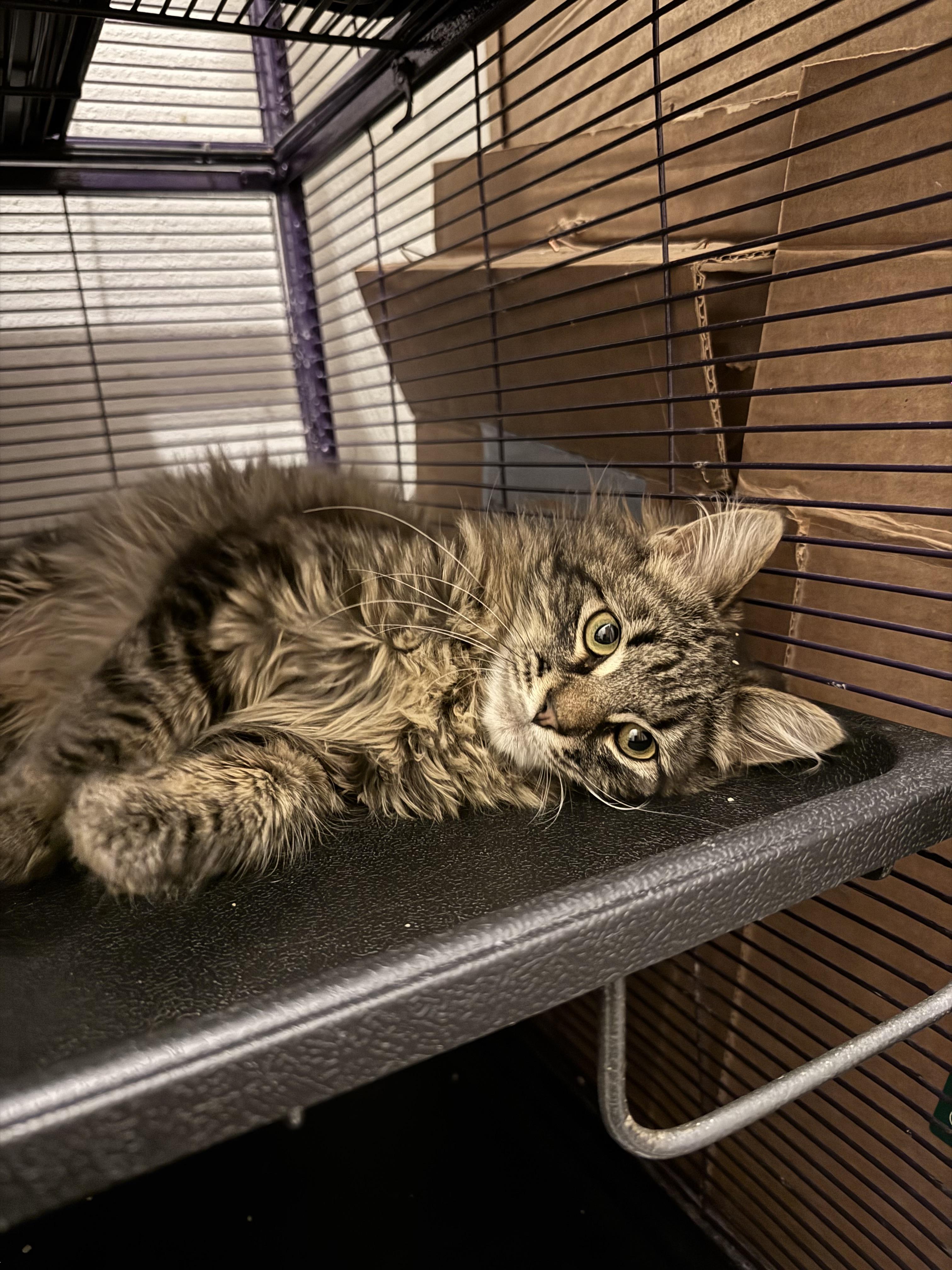 Enlarge Wicket, a Adopted mixed breed in Springfield, MO image 2/2