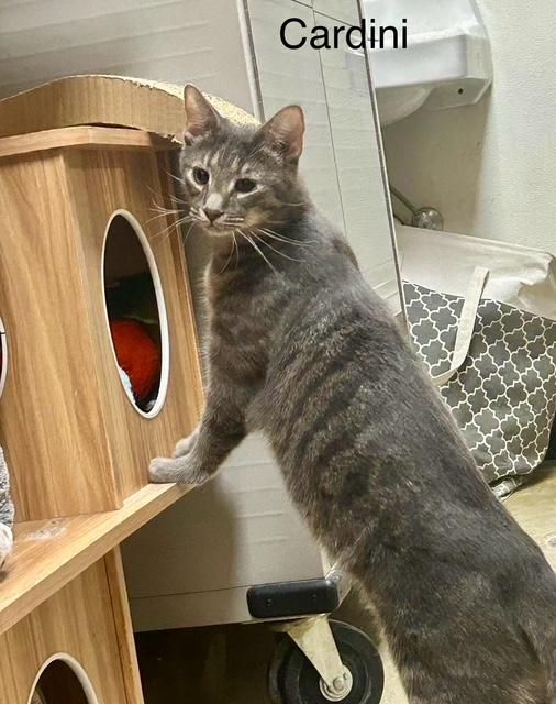 Cardini, Adoptable, Adult Male Tabby.