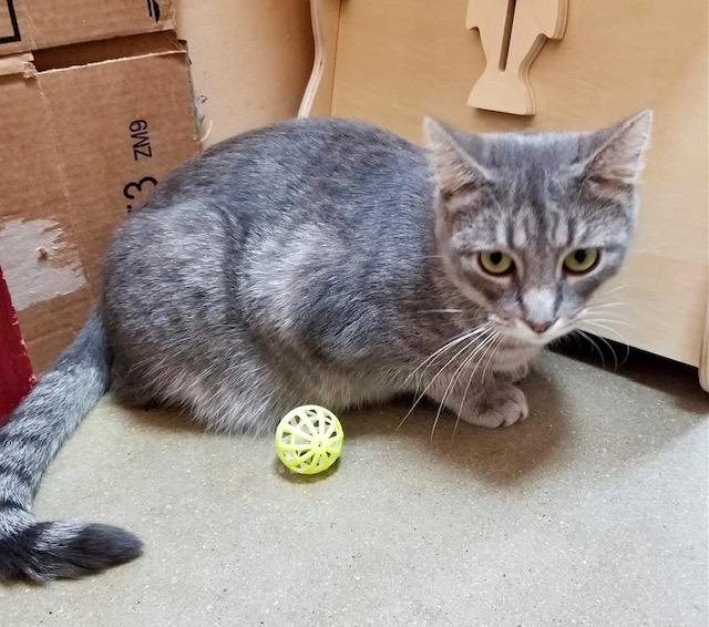 Enlarge Cardini, a Adoptable Tabby in Jackson, GA image 2/4