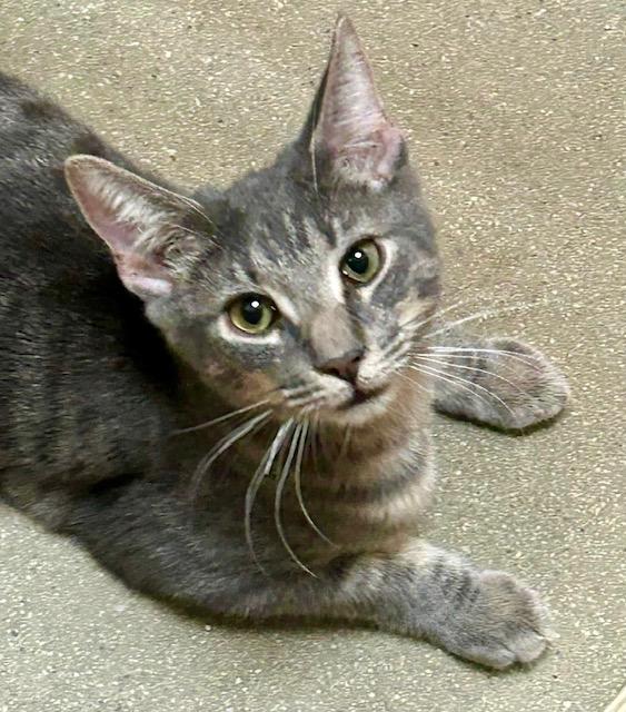 Enlarge Cardini, a Adoptable Tabby in Jackson, GA image 3/4