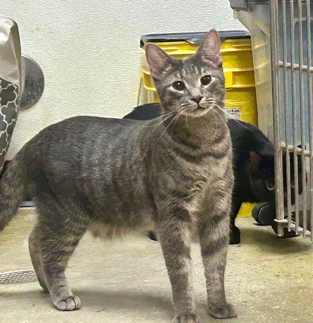 Enlarge Cardini, a Adoptable Tabby in Jackson, GA image 4/4