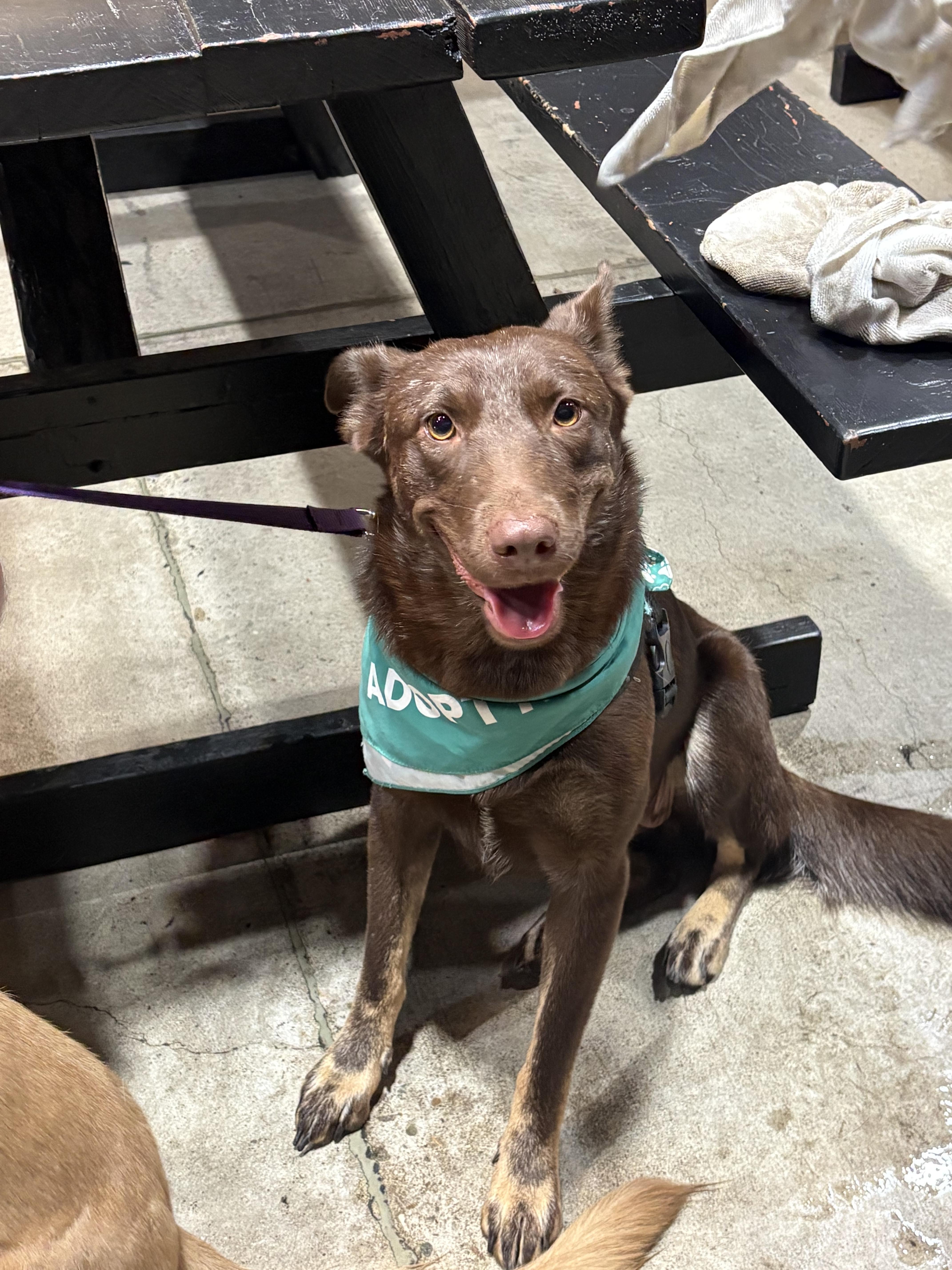 Carrot, Adoptable, Adult Female Pit Bull Terrier & German Shorthaired Pointer.