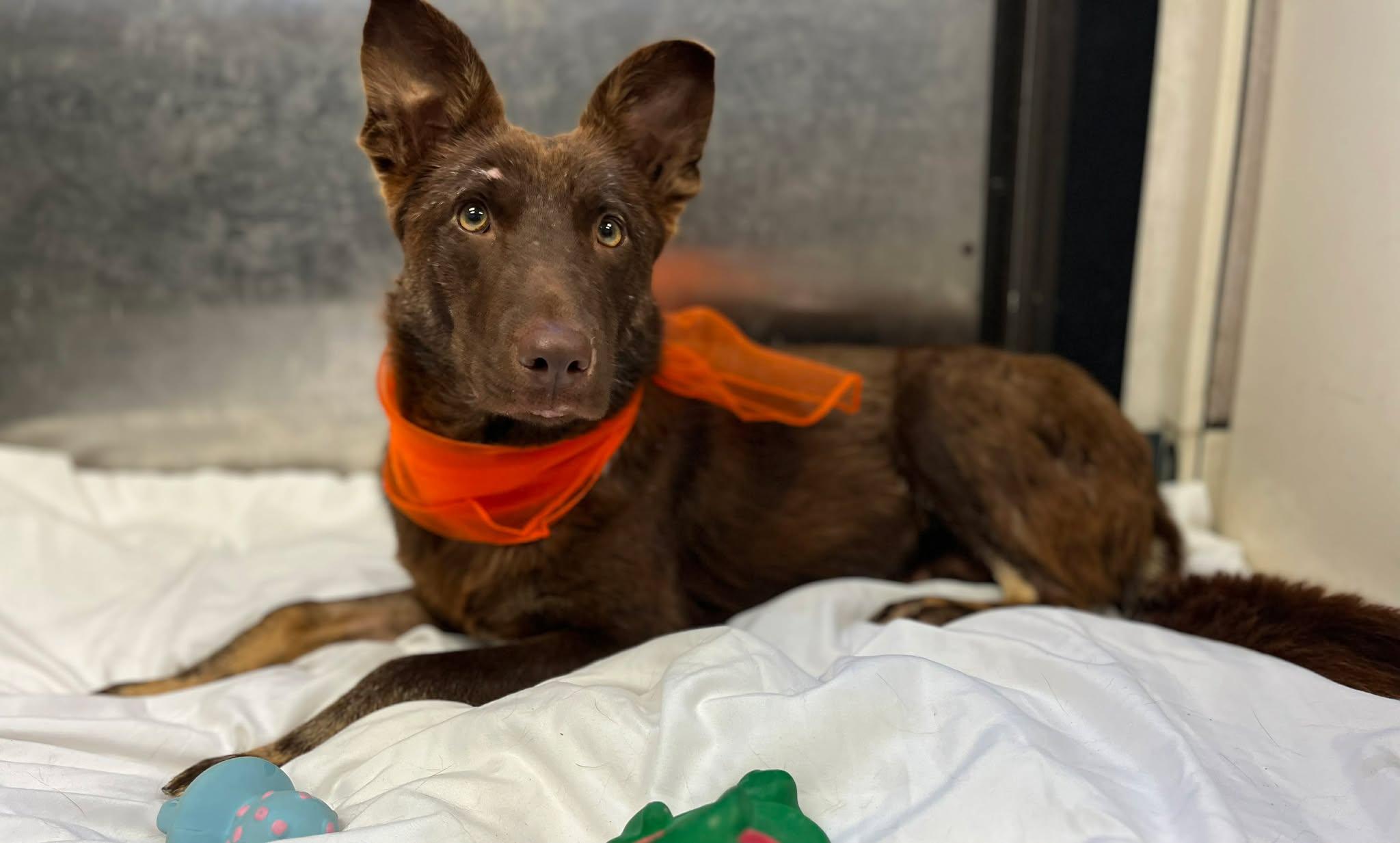 Enlarge Carrot, a Adoptable mixed breed in Tracy, CA image 6/6