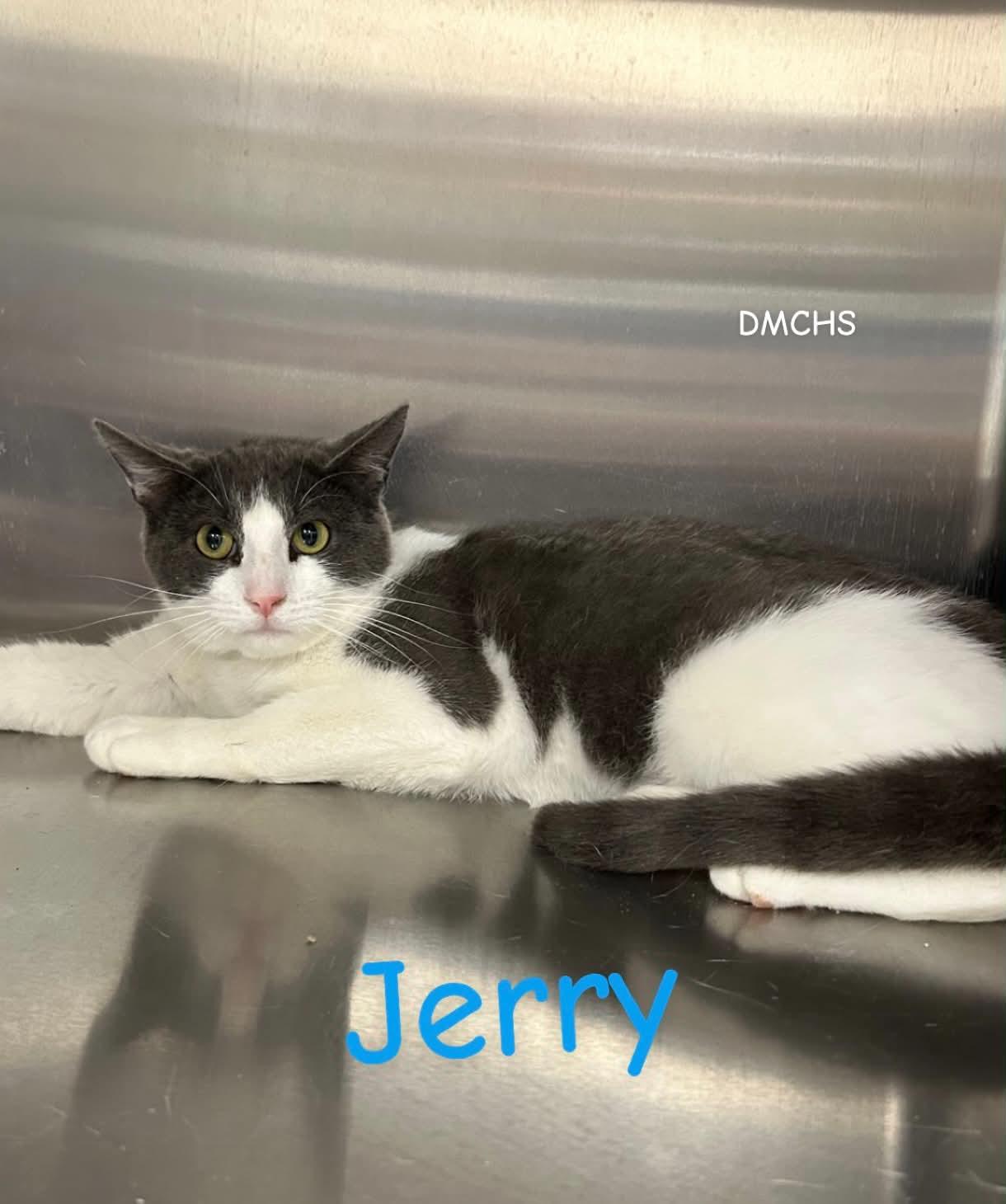 Jerry, Adoptable, Young Male Domestic Short Hair.