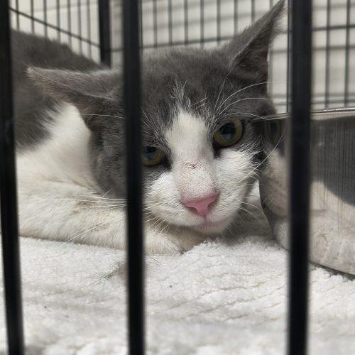 Jerry, a Adoptable Domestic Short Hair in Burlington, IA image 1/2